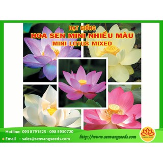 5 HẠT GIỐNG HOA SEN MINI NHIỀU MÀU