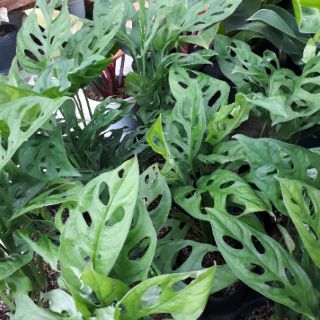 💚 Cây trầu bà lỗ💚