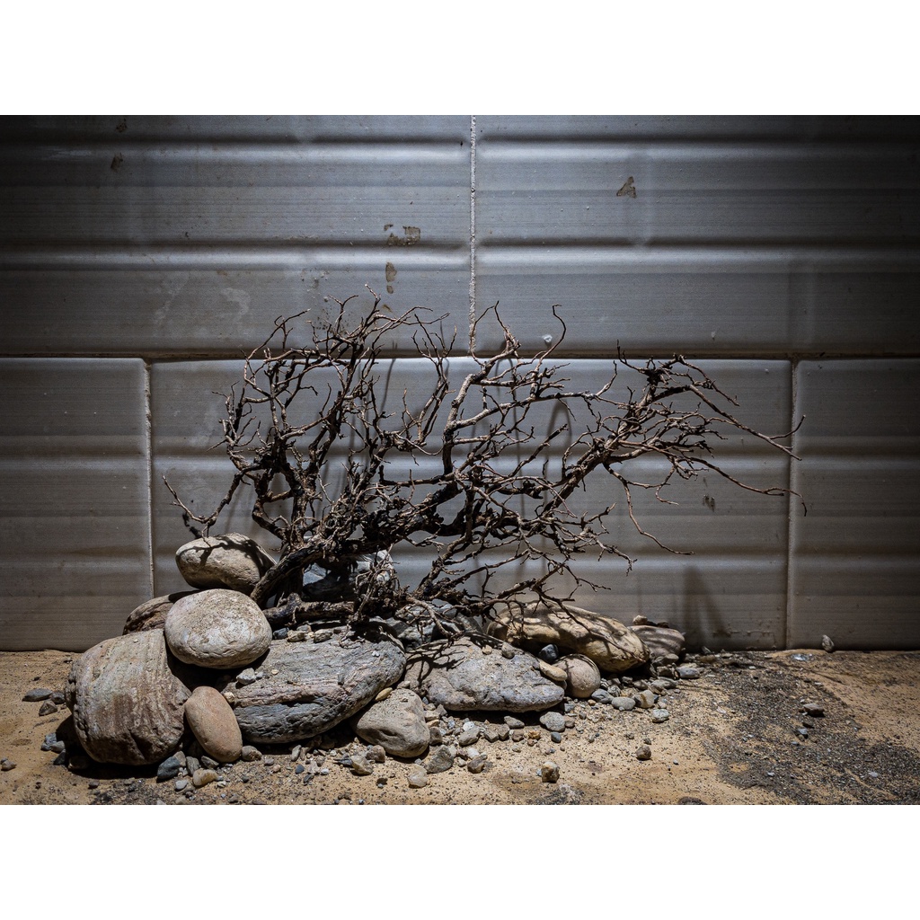 Lũa Nhọ Nồi  | Trang Trí Setup Bể :Thủy Sinh, Biotope,...| Size To - Nhỏ | Mua Nhiều Giảm Giá