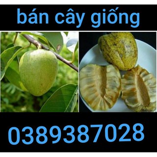 Cây bình bác giống,1 cây