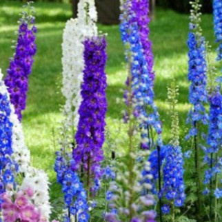 Hạt Giống Hoa Phi Yến (gói hạt, tặng phân kích mầm siêu rễ ra nhanh)