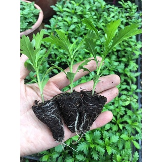Cúc thân gỗ 100k/20cây