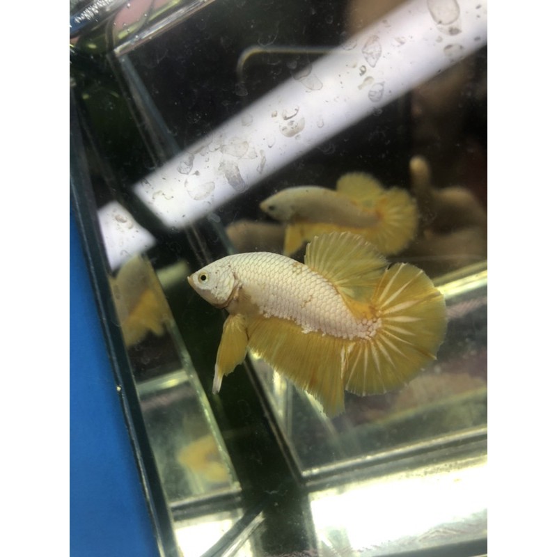 BETTA RỒNG VÀNG FISH
