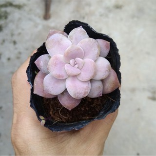 Sen đá dĩa - size nhỏ (5-8cm)