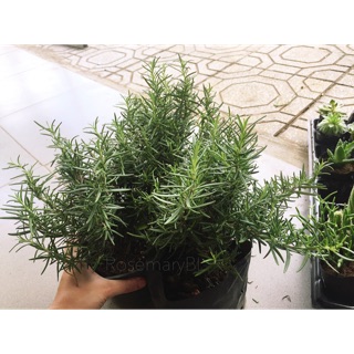 [Mua 5 tặng 1] Combo 3 chậu Hương Thảo lớn (Rosemary)
