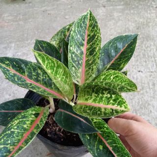 💜Combo 02 cây ngọc ngà💜