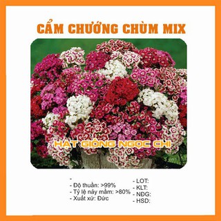 Hạt Giống Hoa Cẩm Chướng Chùm - 100 Hạt