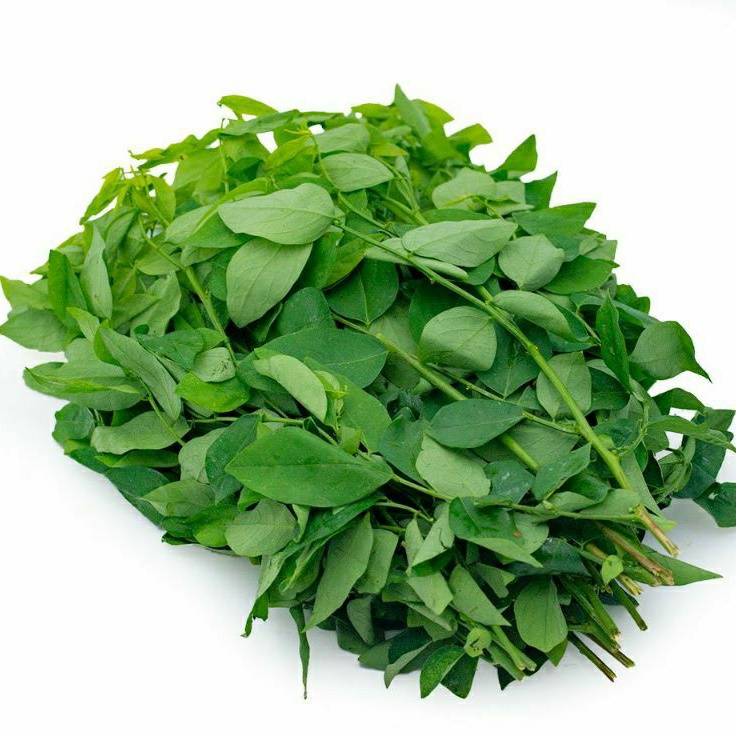 Hạt Giống Rau Bồ Ngót HN3636 - Dễ Trồng, Năng Xuất Cao - Gói 1g