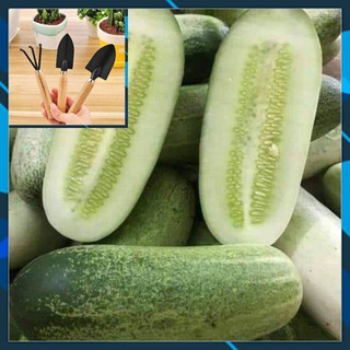 30 Hạt Giống Dưa Chuột Mèo - Quả siêu to - túi Zip TẶNG BỘ LÀM VƯƠN MINI