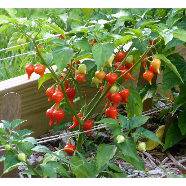 5h Hạt Giống Ớt Kiểng Lùn Biquinho Đỏ Shop hạt giống TỐT