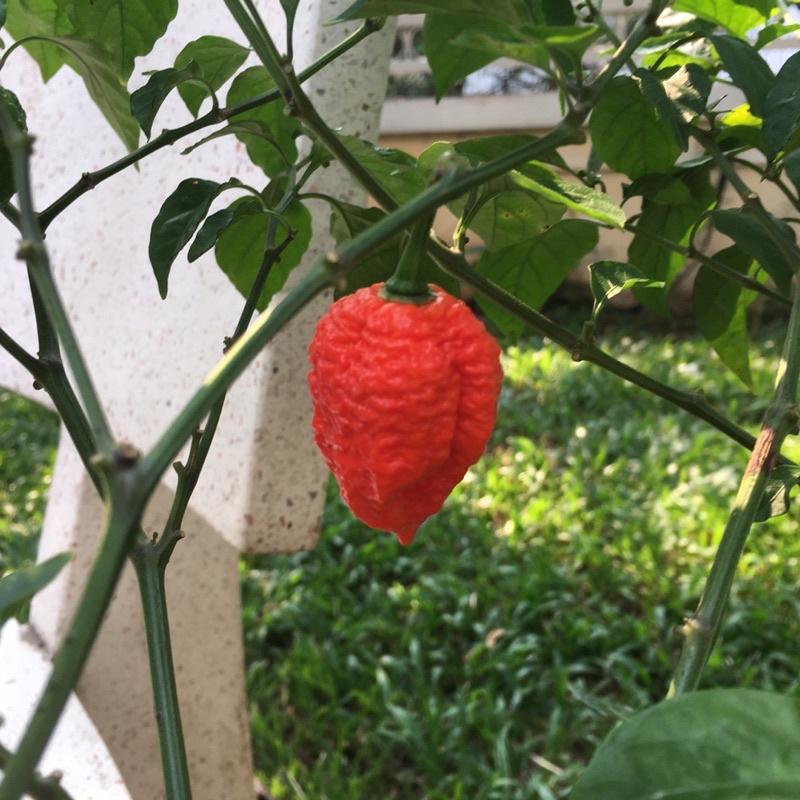 Trái Ớt Dragon’s Breath Carolina Reaper Trinidad cay nhất thế giới