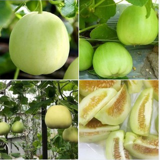Hạt giống dưa lê siêu ngọt F1 1 gói 20 hạt