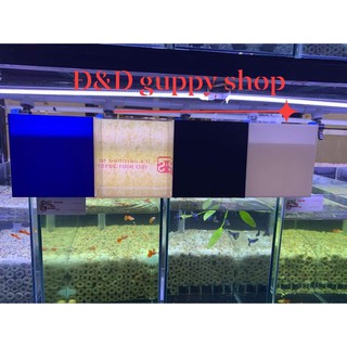 Hồ show cá siêu trong acrylic