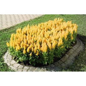 (Gói 250 hạt)Hạt Giống Hoa Mào Gà Lửa F1Dễ Trồng Hoa Nở Siêu Đẹp Mix nhiều màu