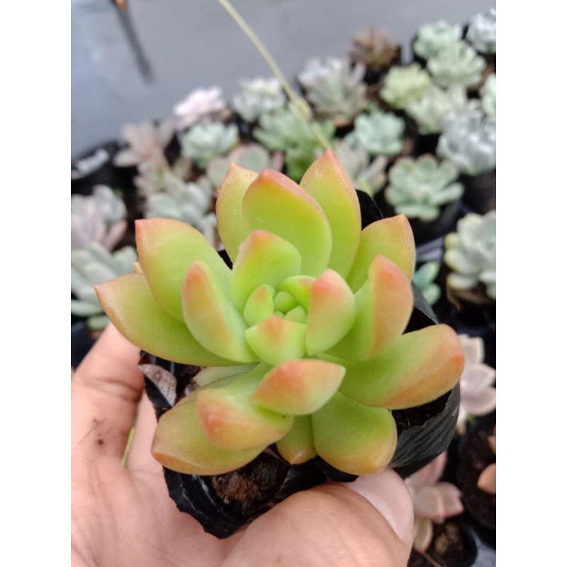 MỘT CHIẾC SEN ĐÁ ORANGE CHO CUỘC ĐỜI BẠN THÊM MÀU SẮC 🌈🌈 size mini 8x8 cm thuần khí hậu sức sống cao đẹp như chủ shop 😌