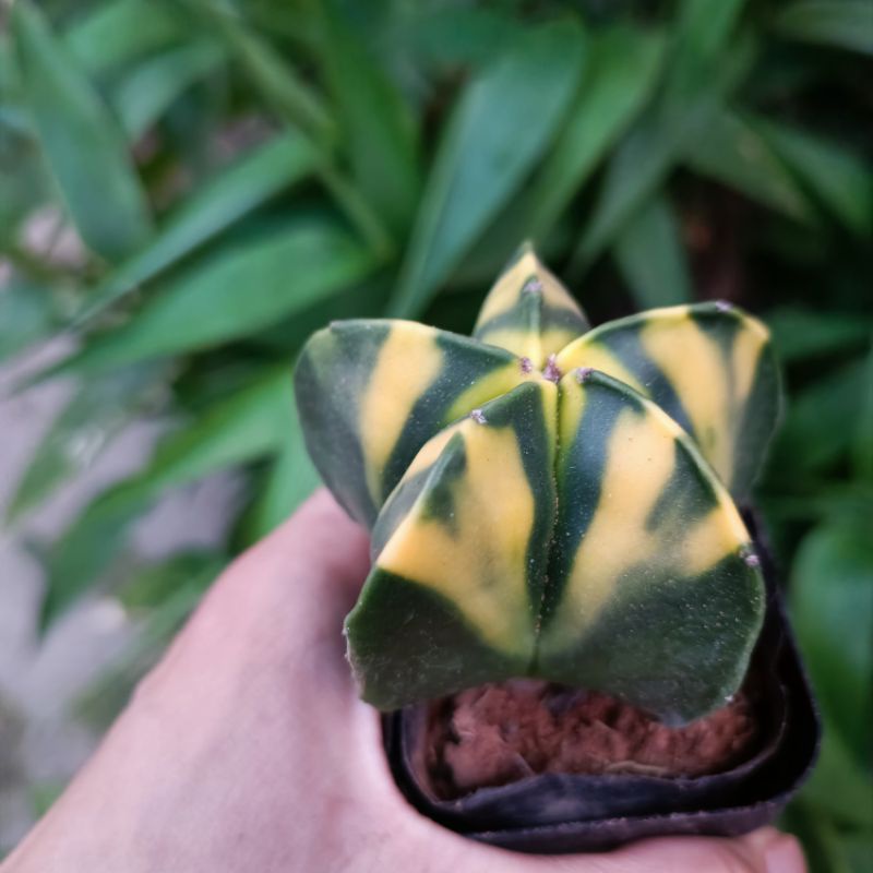 Siêu sale 50%-Xương Rồng Astro Lem Vàng, Khế Vàng rất đẹp 😍