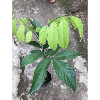 Cây bòn bon thái giống ,quả siêu ngọt , siêu ngon⚡Freeship⚡ 🌴Mua 4 tặng 1 cây bất kì🌴