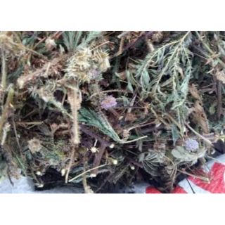 cây trinh nữ(cây xấu hổ) 1kg