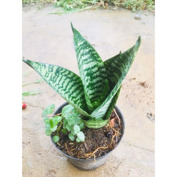 Lưỡi hổ xanh