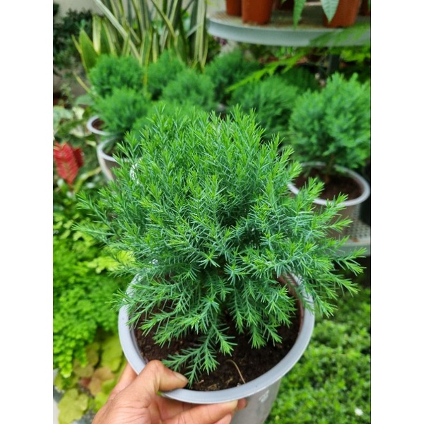 Cây tùng bồng lai