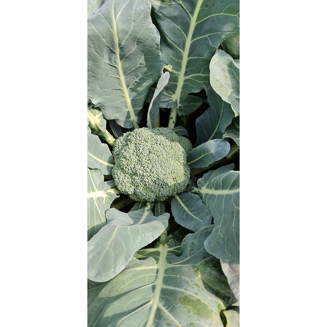 Hạt giống Súp Lơ Xanh Green Royal  - 2500 hạt