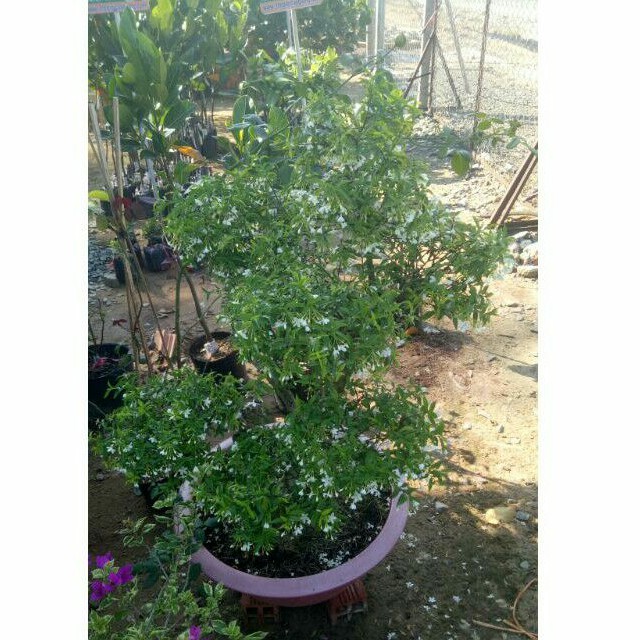 Mai chiếu thủy đã tạo hình