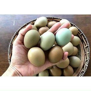 Trứng chim trĩ đỏ nhà nuôi (10 trứng)