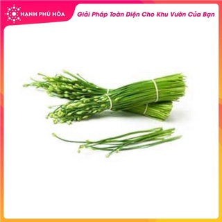 Hạt giống Hẹ Tứ Quí Triều Châu-2gr Trang Nông -Tỉ Lệ Nảy Mầm Cao, Thu Hoạch Quanh Năm, Ăn Ngon Ngọt, Tốt Cho Sức Khỏe