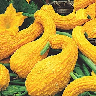 Hạt giống bí thiên nga f1 - gói 5 hạt kns2277
