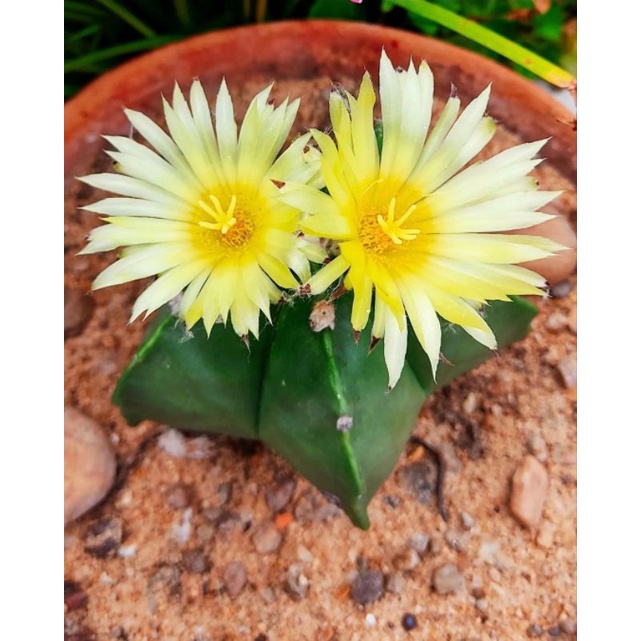 Xương rồng Astro không gai hoa vàng | Astrophytum
