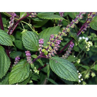 hương nhu tía khô