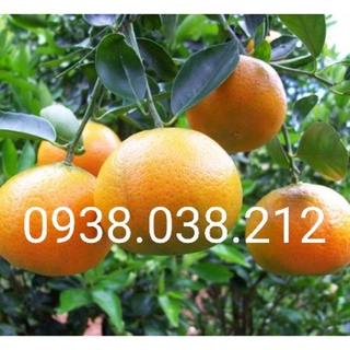 CÂY QUÝT THÁI KHÔNG HẠT
