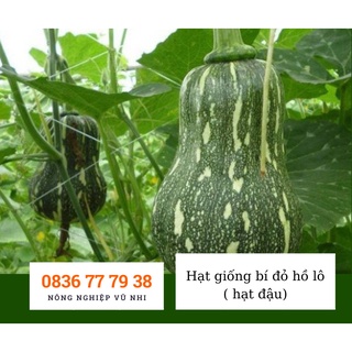 Hạt giống bí đỏ hồ lô ( bí đỏ hạt đậu)