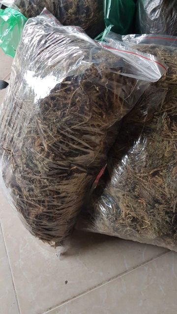 Lá mần tưới trị bọ chó bọ chét túi 0,5 🍁🍁 TẶNG CÂY GIỐNG MẦN TƯỚI 🍁🍁 Với đơn hàng thanh toán trước