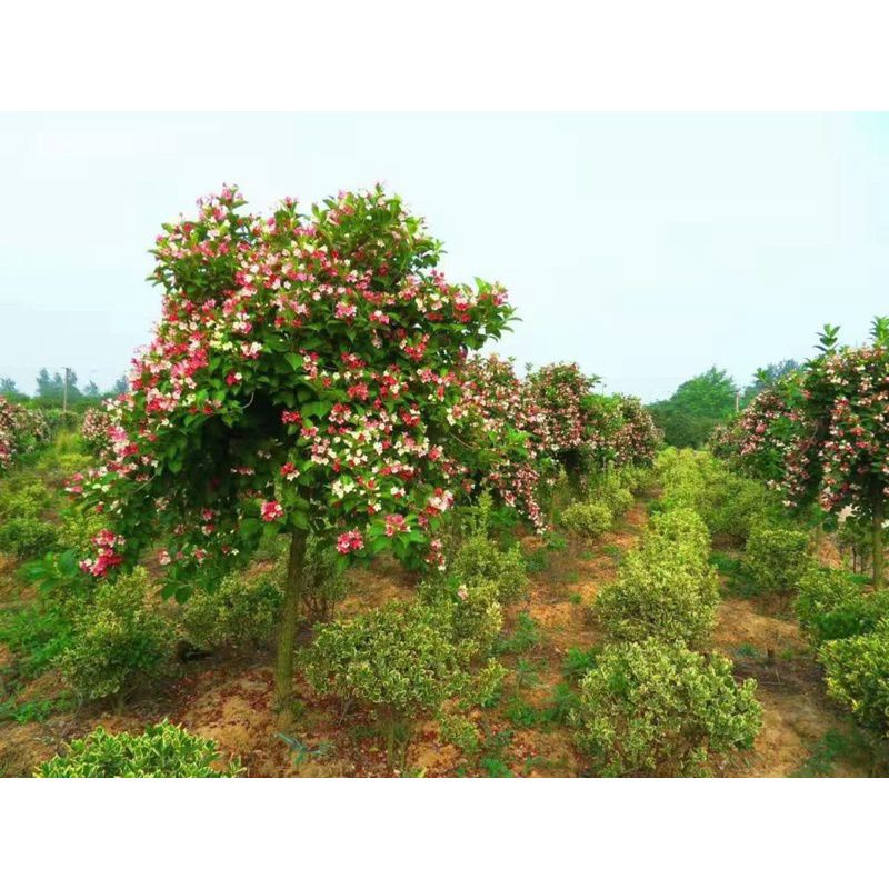 Cây hoa đại cát