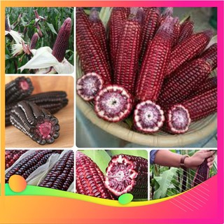 Hạt Giống Ngô Nếp Tím - 20 Hạt VIETGAR