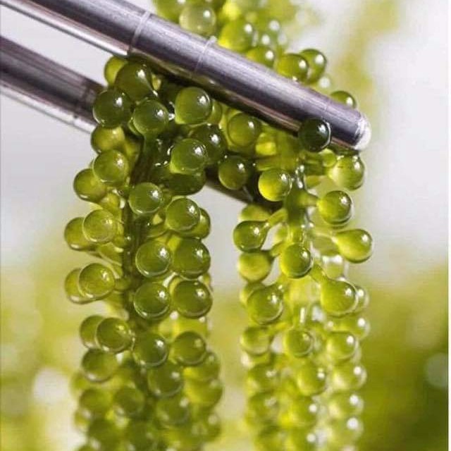 Đặc sản Sạch Nha Trang