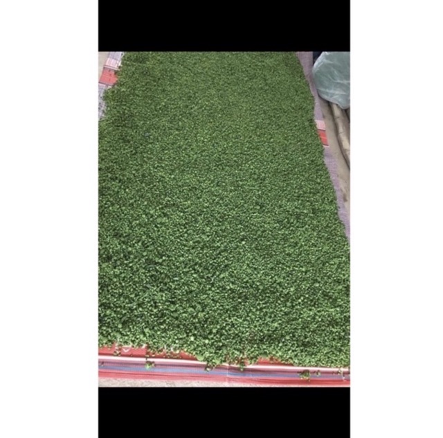 Nụ Hoa Tam Thất 500G dạng tấm