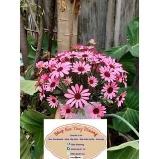 sét 100 đầu bông cúc họa mi