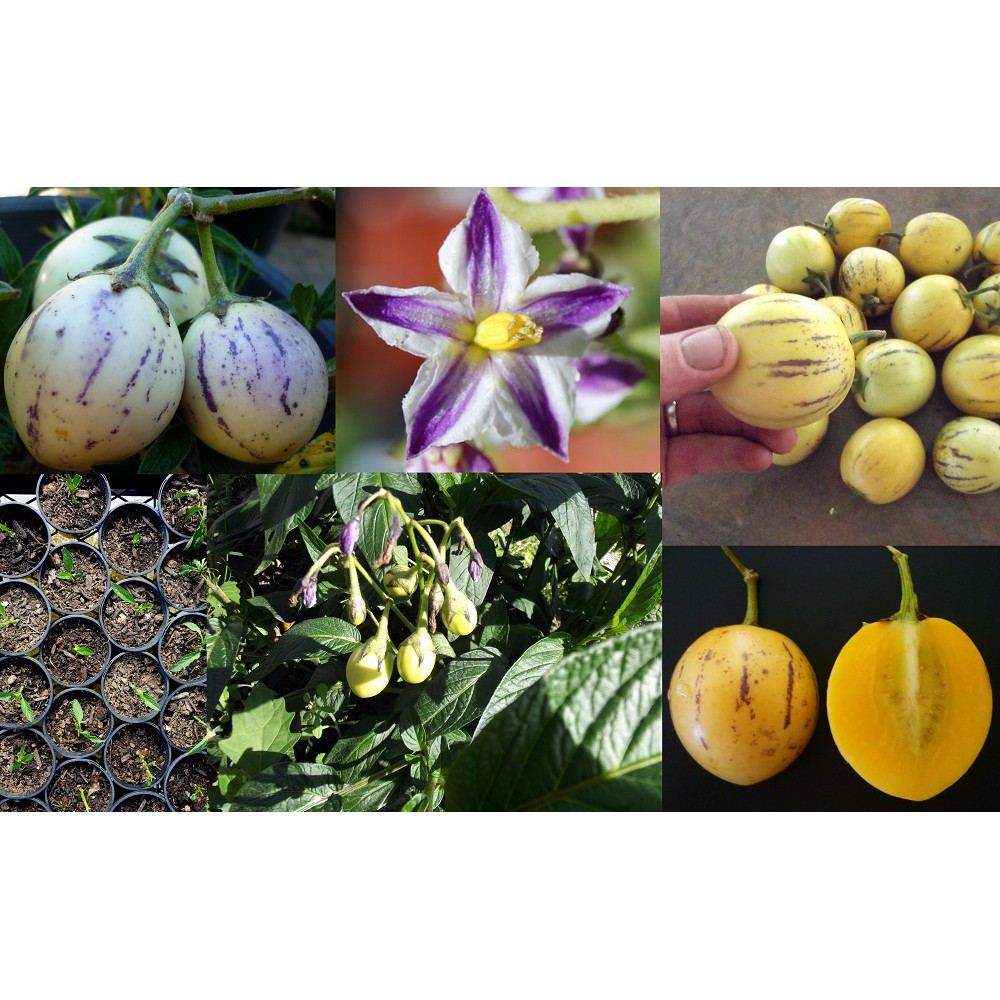 Hạt giống Dưa PEPINO dưa phỉ thúy