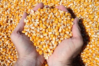 1kg Bắp mỹ sấy lạnh rang bơ