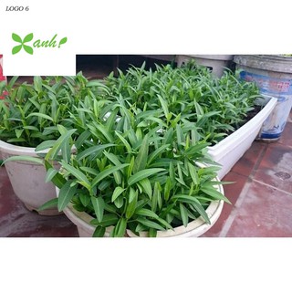 Giống rau muống (100g)
