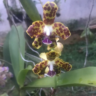 Cẩm báo hàng rừng gia lai