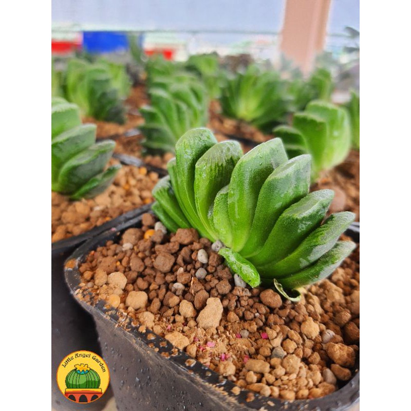 Sen đá kim cương | Haworthia Truncata | Sen Quạt dễ chăm  | cây đã thuần khí hậu miền Nam