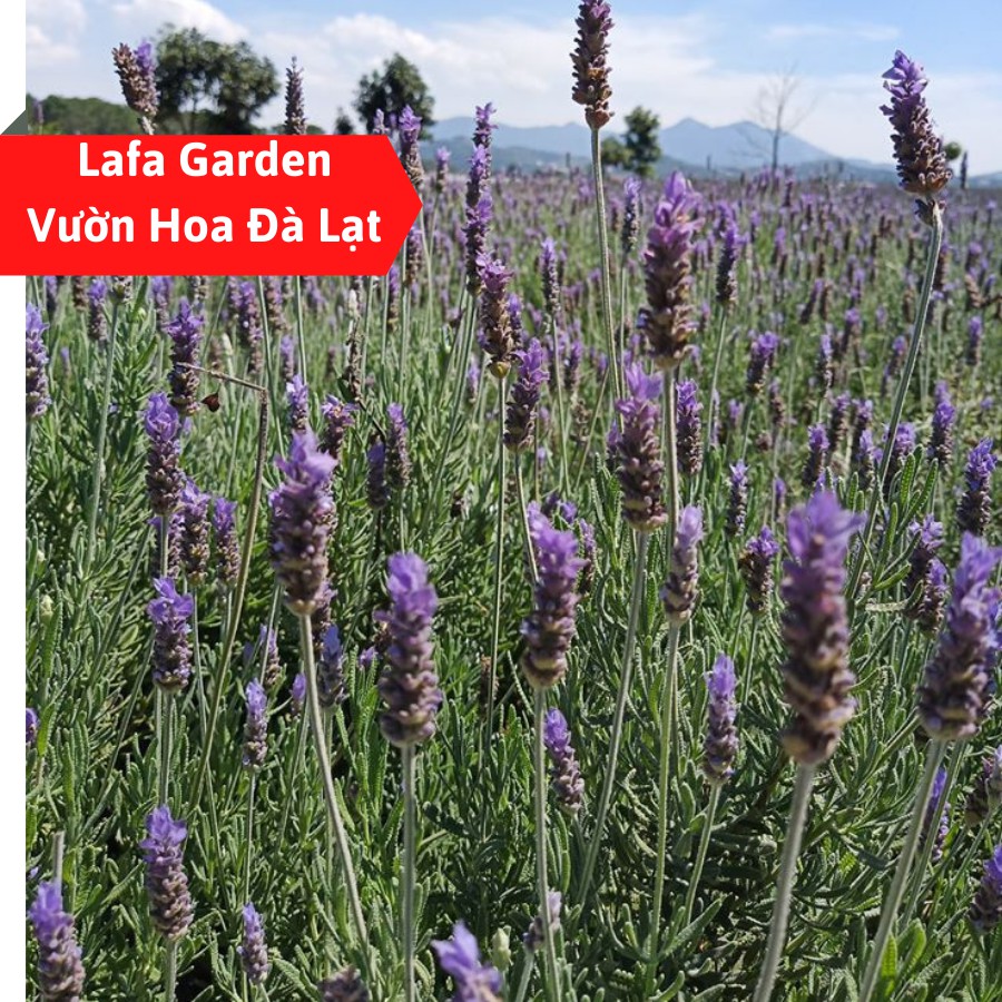 Hạt giống hoa lavender, gói 20 hạt hoa lavender màu tím chịu hạn tốt