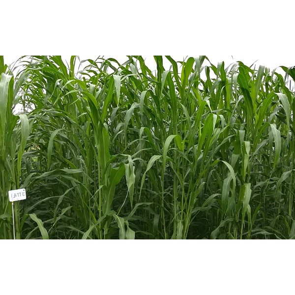 Hạt giống cỏ Lai Sudan Super BMR - gói 50g siêu dinh dưỡng dùng trong chăn nuôi trâu, bò, cá, thỏ...