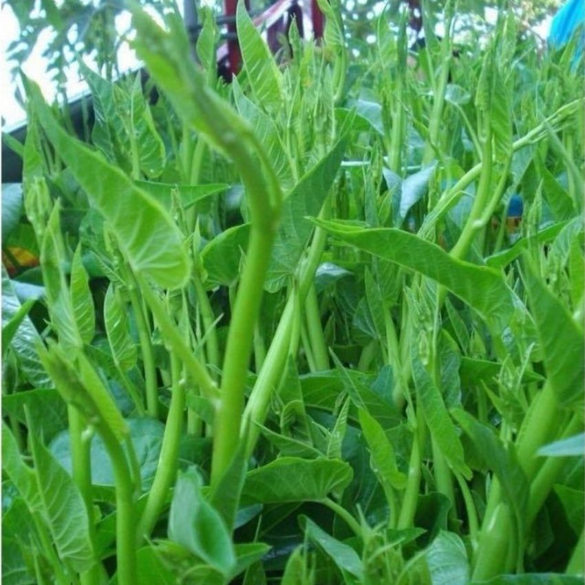 Hạt giống rau muống cao sản 50 hạt siêu ngọn ngon giòn ngọt - rau củ quả trồng chậu, sân vườn ban công RADO 12