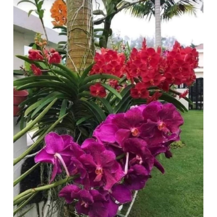 1 chậu Vanda thái khủng cho hoa tết