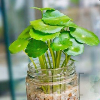 caykiengsadec - Cây cỏ đồng tiền tặng phân bón-trang trí nội thất cảnh quan sân vườn ngoài trời - hoa kiểng lá