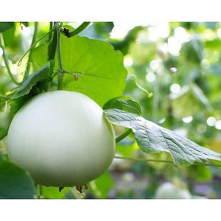 Hạt giống dưa lê siêu ngọt bạch ngọc